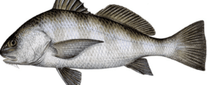 What is a black drum