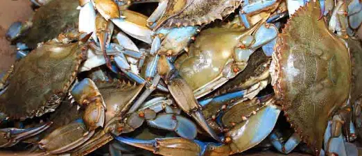 How to store cleaned blue crabs