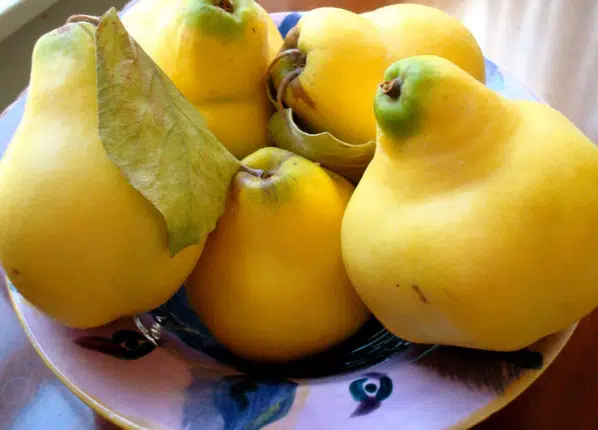 Quince Flavour Pairing