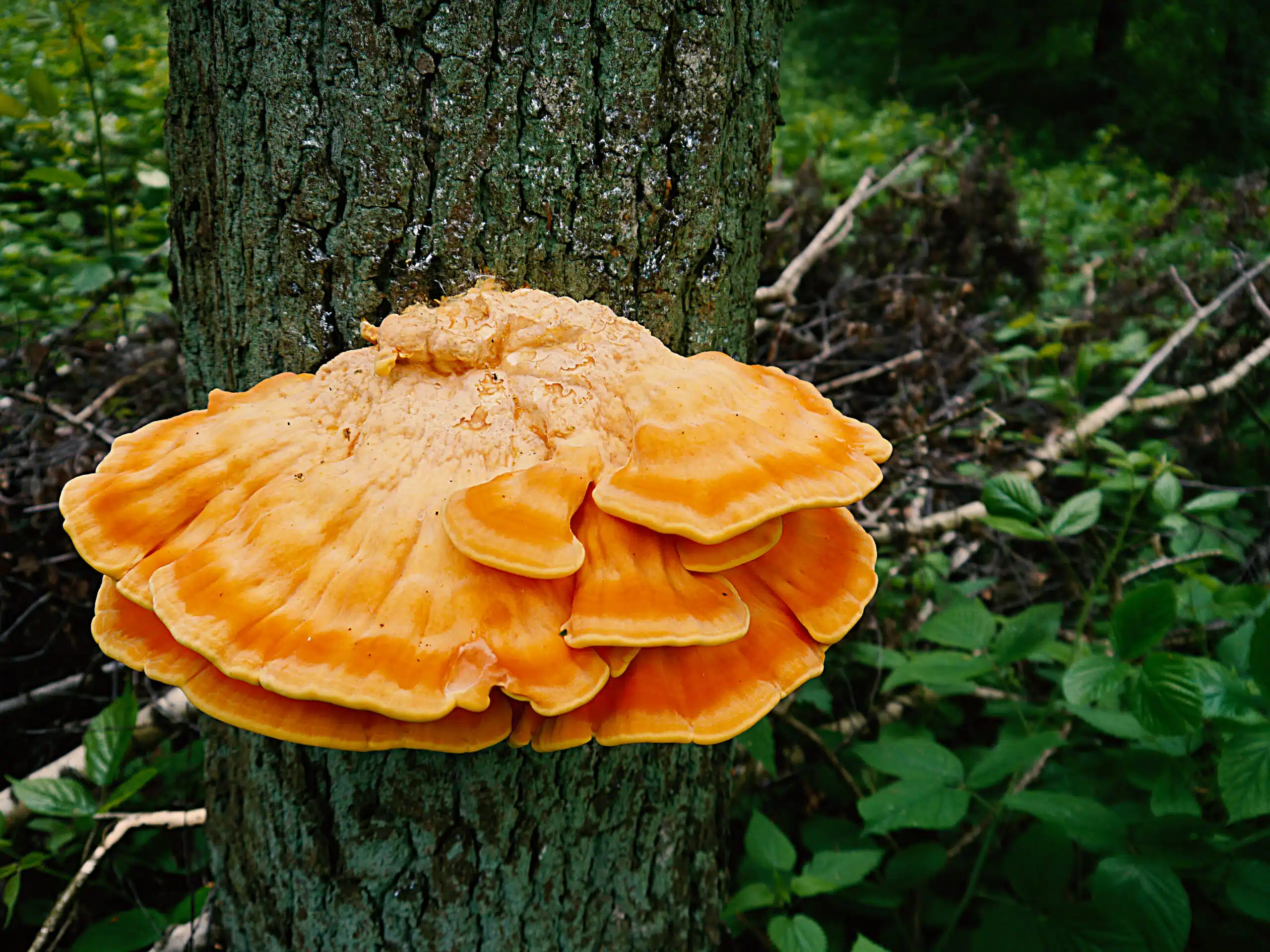 Chicken Of The Woods Recipe