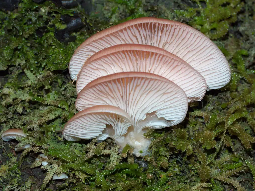 pink oyster mushroom recipe3