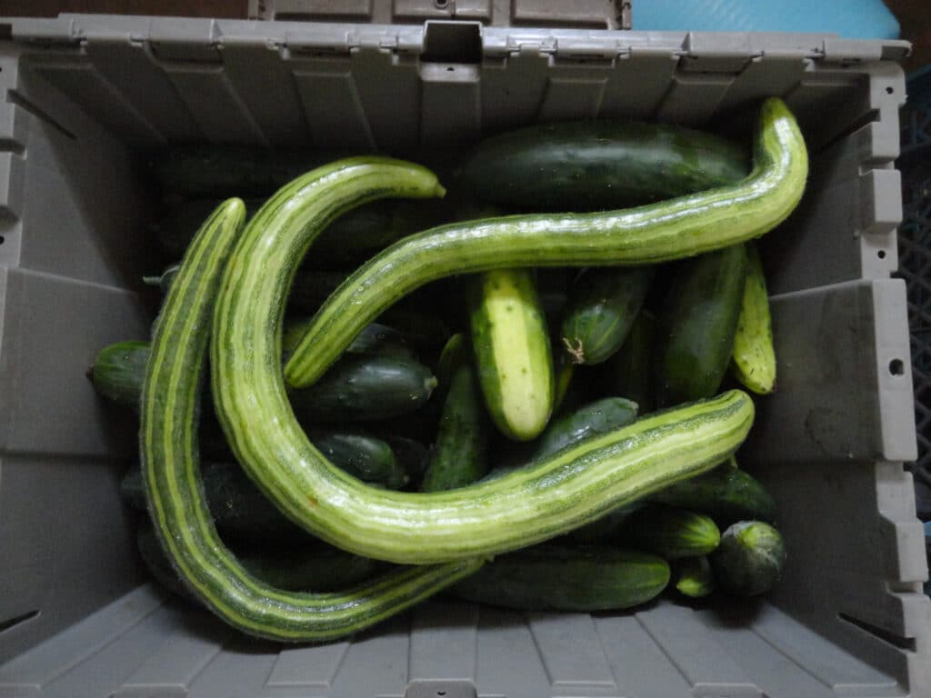 Armenian Cucumber Recipe