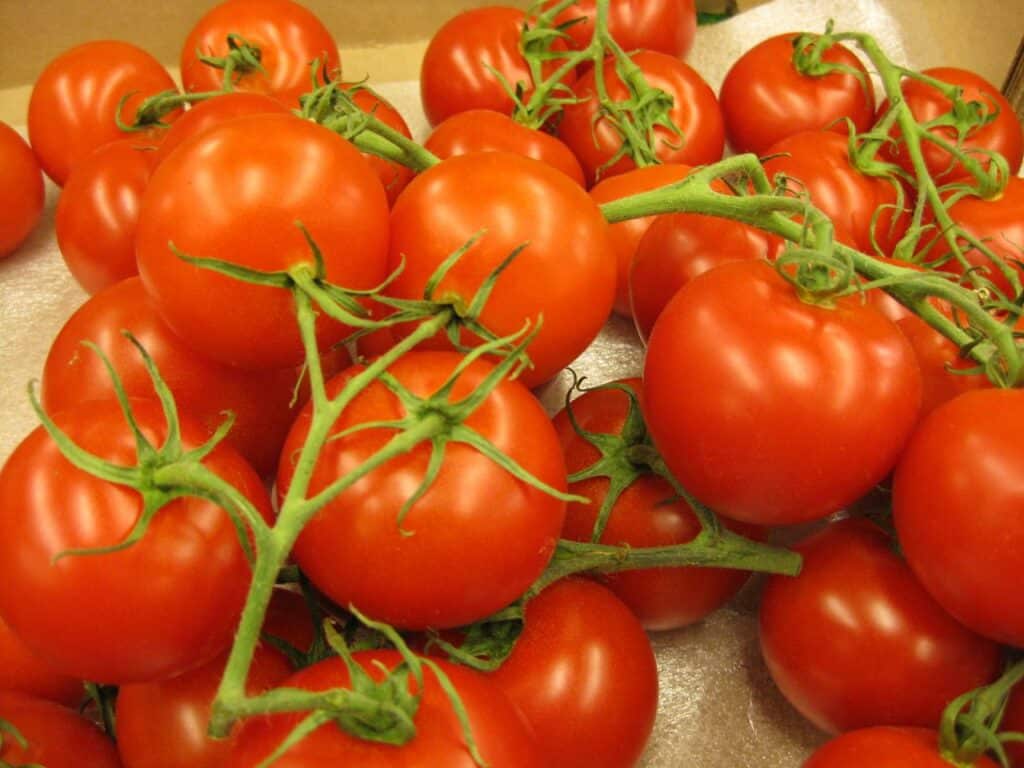 Campari Tomato Recipe