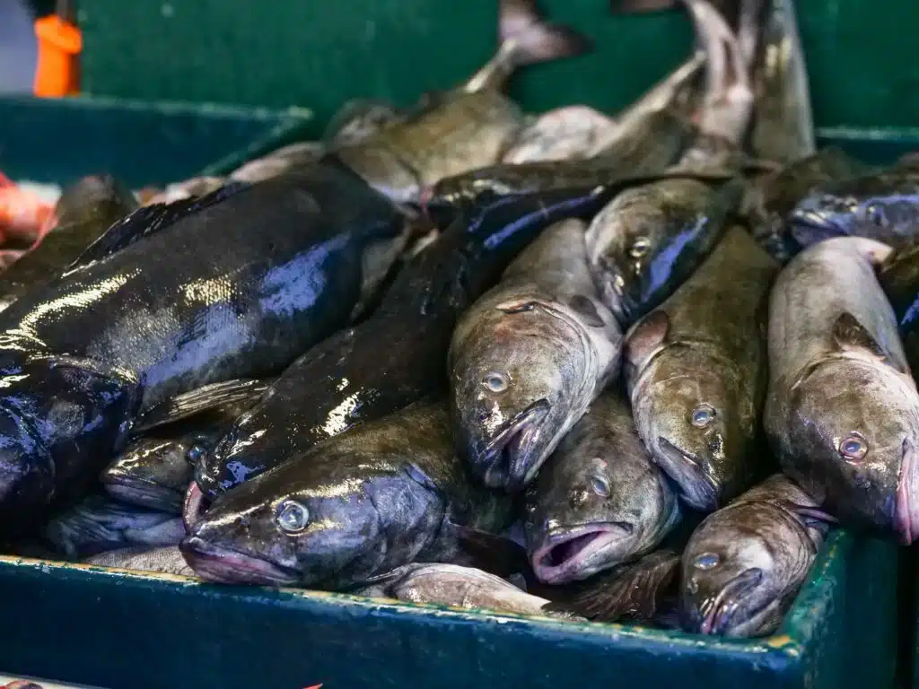 Cod And Shrimp Recipe