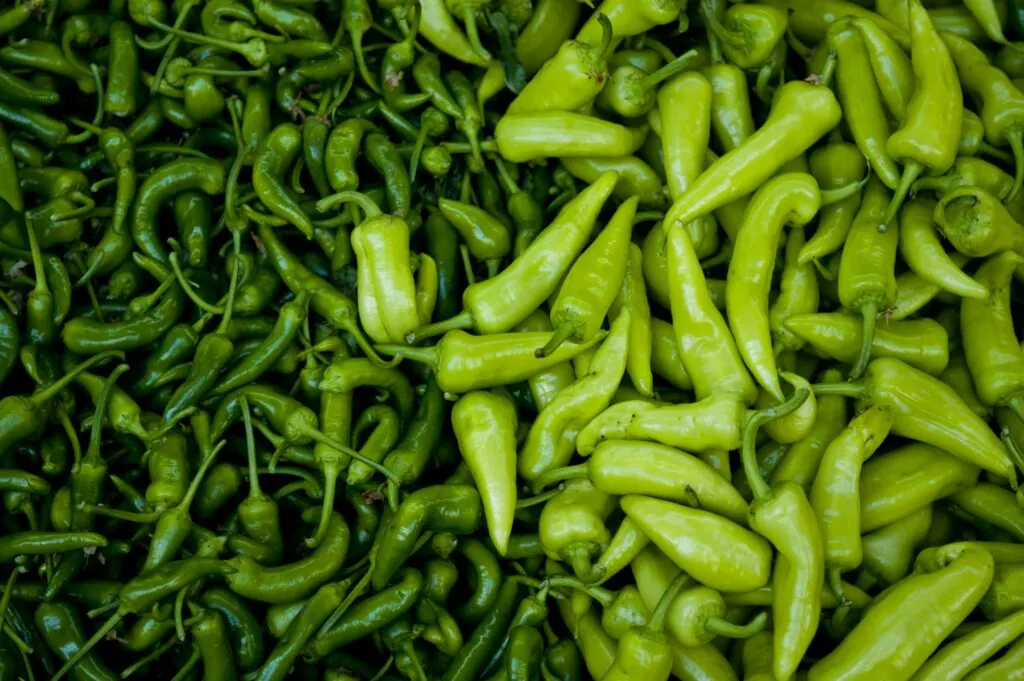 Can Dogs Eat Green Peppers Raw