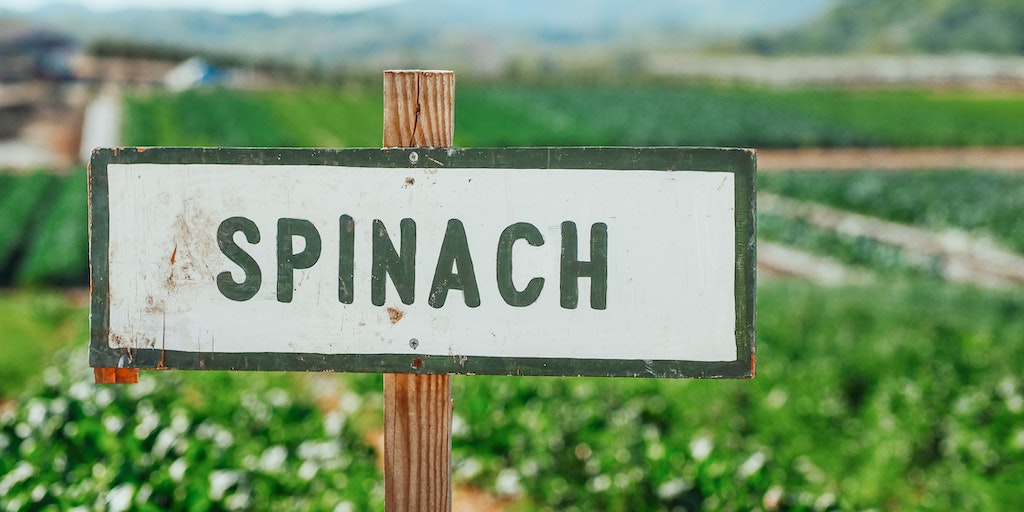Can I Eat Raw Spinach Every day?