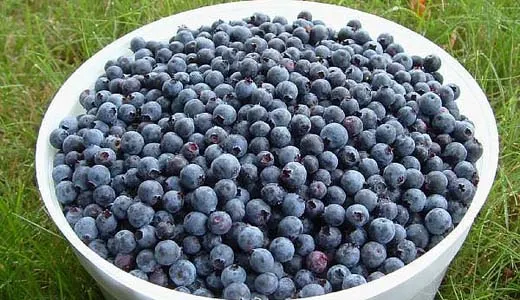 Can You Eat Acai Berries Raw