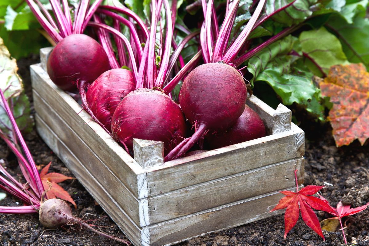 Can You Eat Beetroot Raw? 
