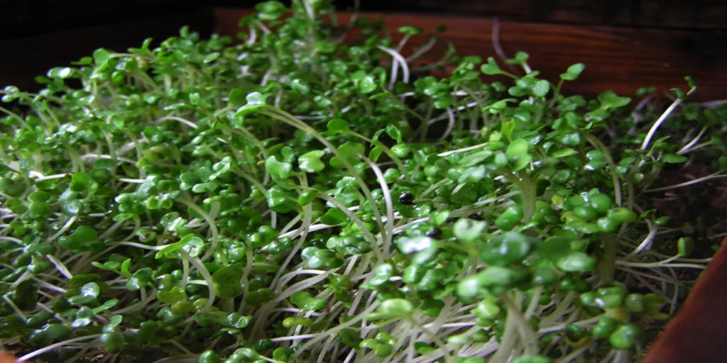 Can You Eat Broccoli Sprouts Raw