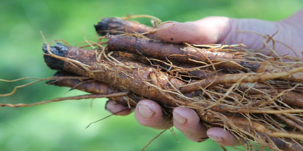 Can You Eat Burdock Root Raw