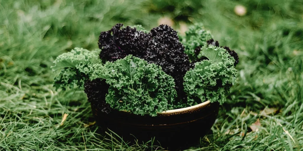 Can You Eat Dinosaur Kale Raw? 1