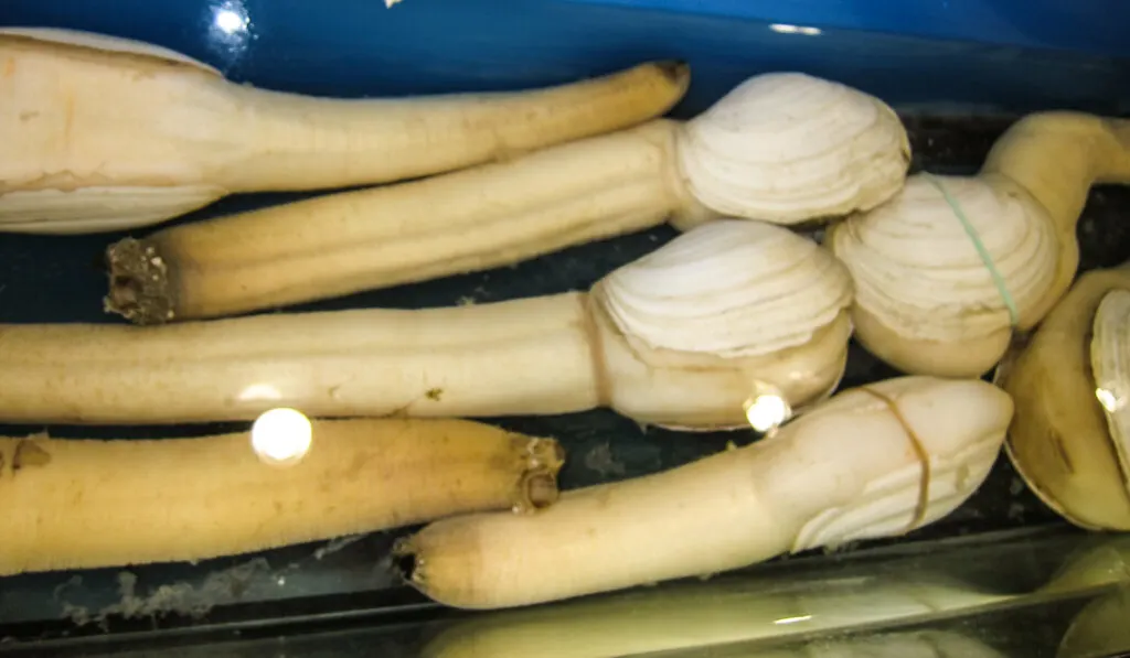 Can You Eat Geoduck Raw