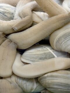 Can You Eat Geoduck Raw