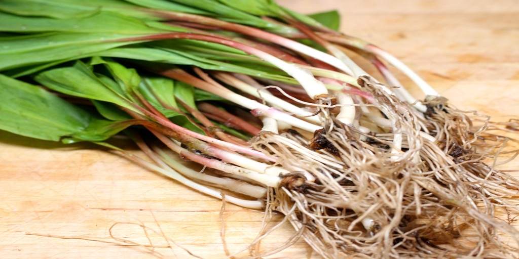 Can You Eat Ramps Raw