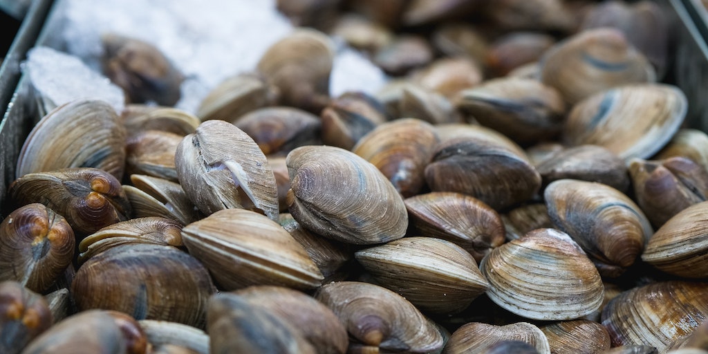 Can You Eat Raw Clams Like Oysters? 1