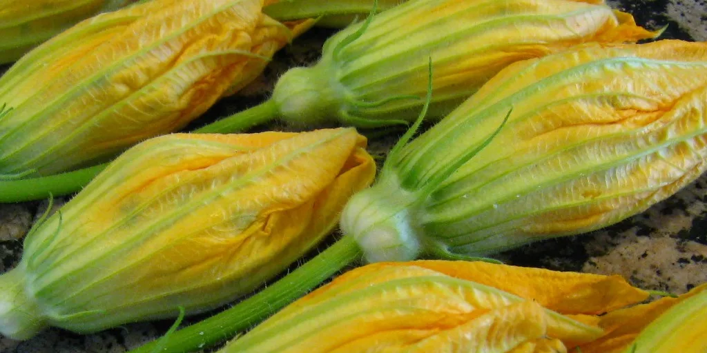 Can You Eat Squash Blossoms Raw