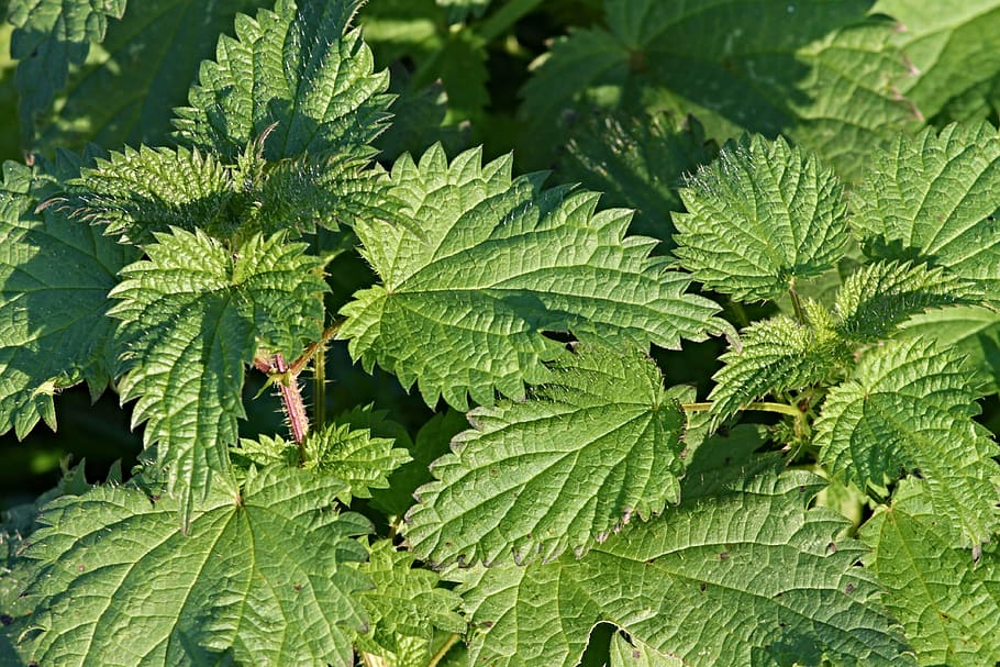 Can You Eat Stinging Nettles Raw?