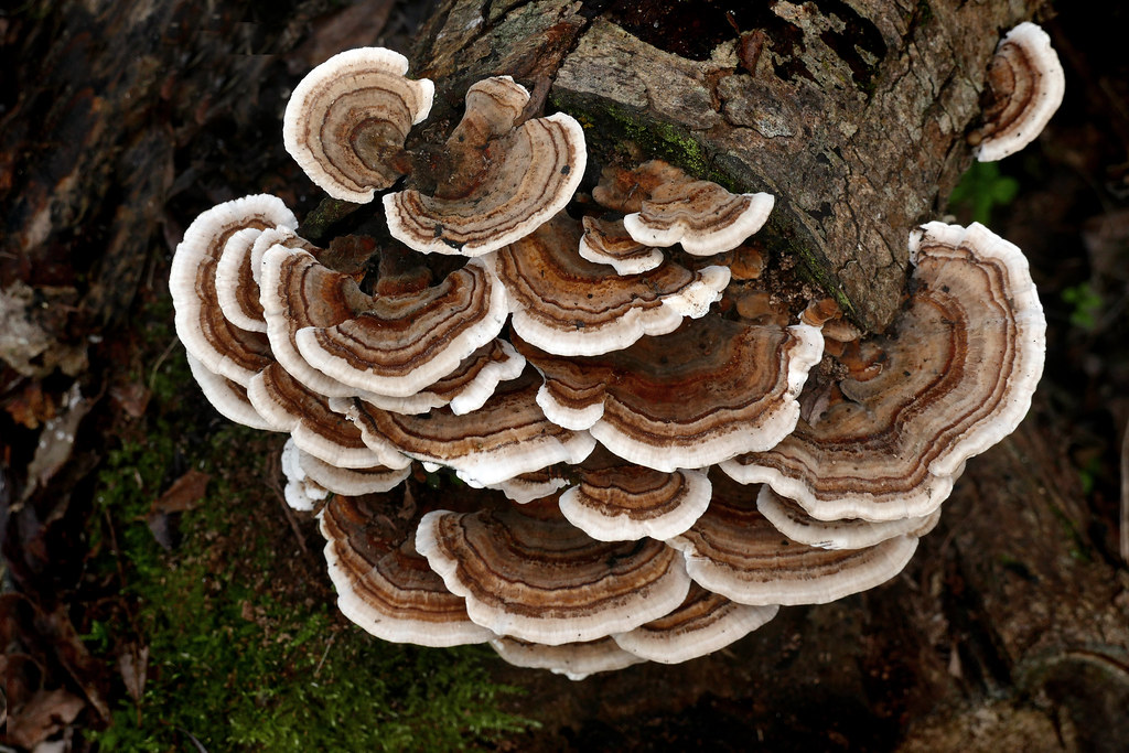 Can You Eat Turkey Tail Mushrooms Raw?