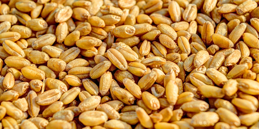 Can You Eat Wheat Berries Raw? 1