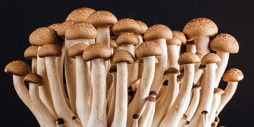 Can you Eat Beech Mushrooms Raw? 2