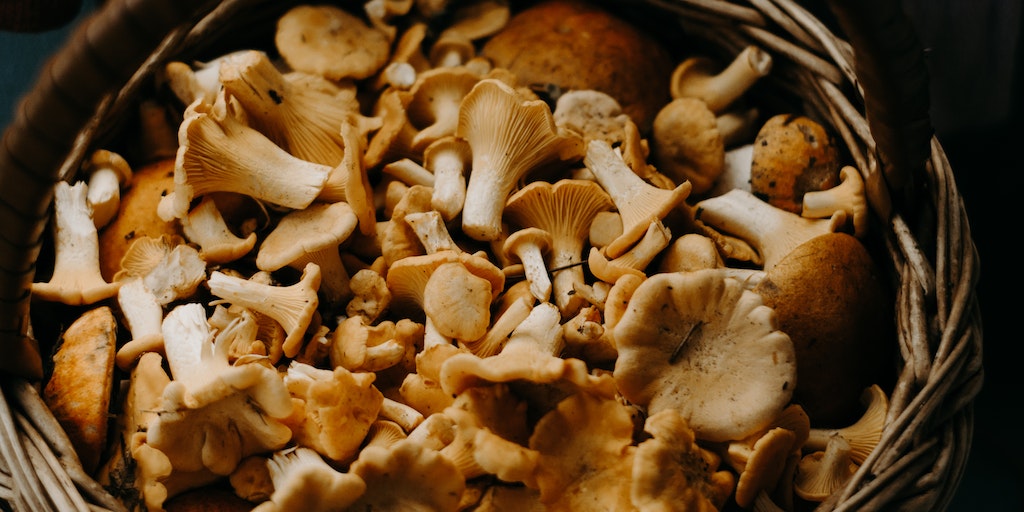 Can you Eat Beech Mushrooms Raw? 4