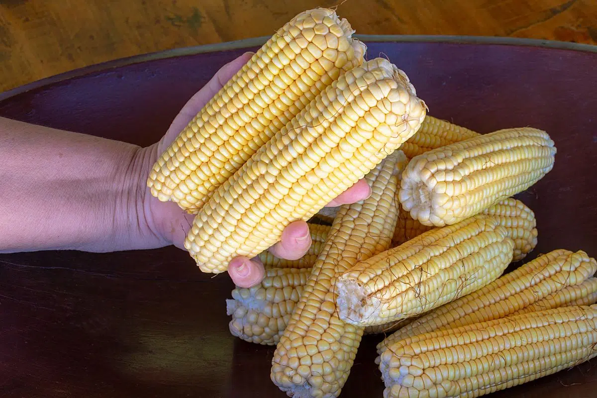 How To Keep Corn On The Cob Fresh 
