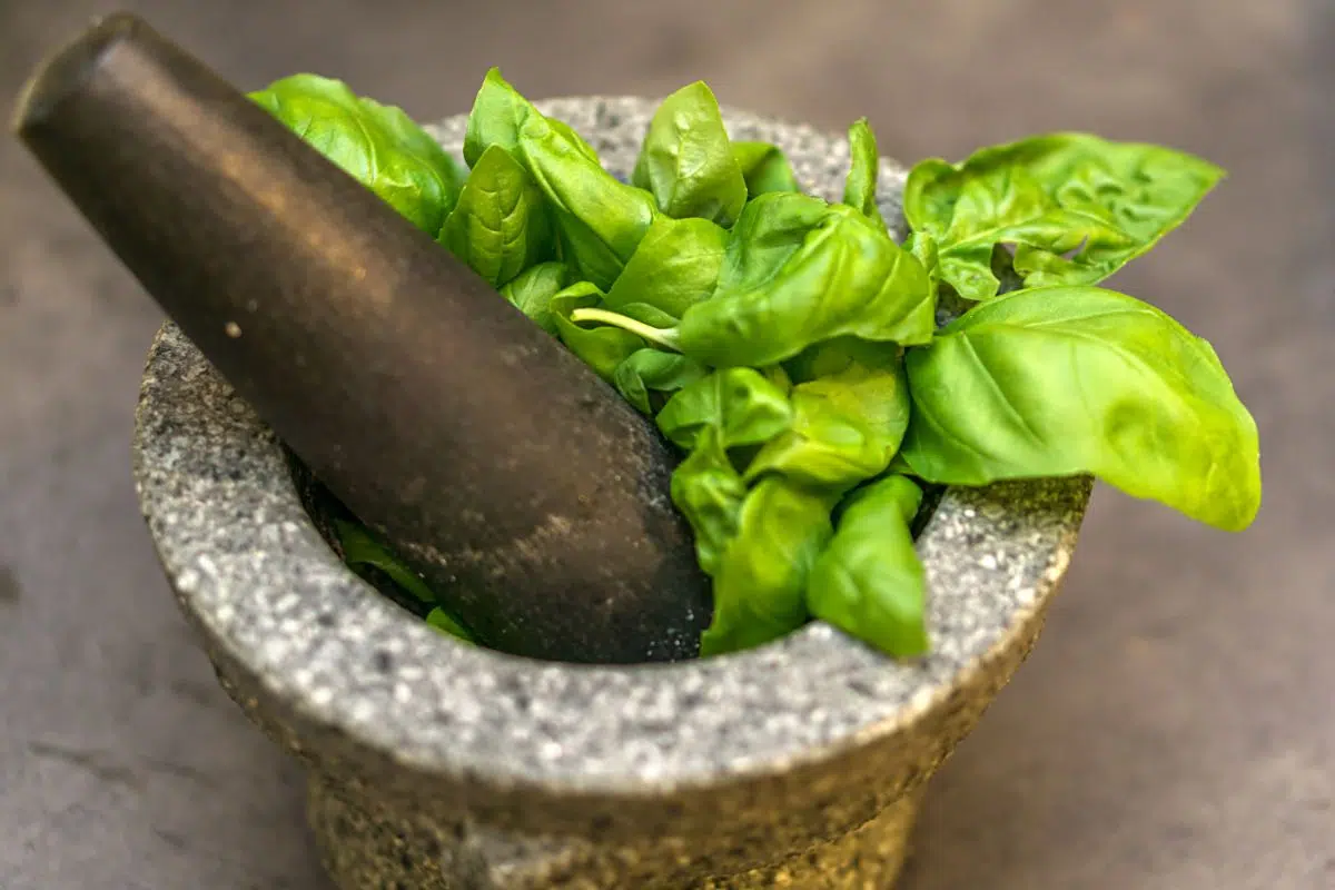 How to Store Basil
