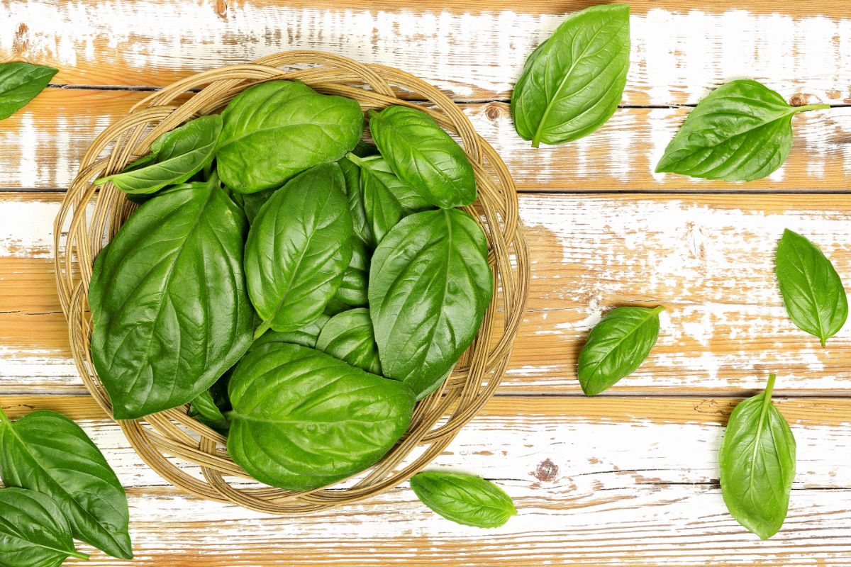 How to Store Basil