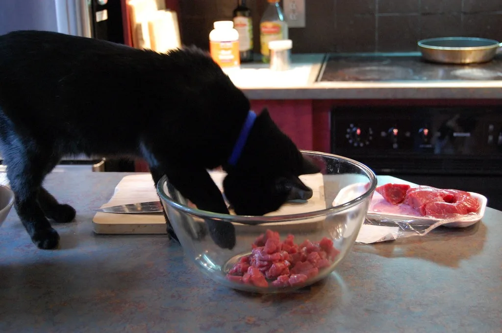 Raw meat for cat