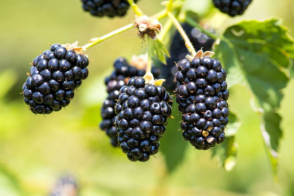 can you eat blackberries raw