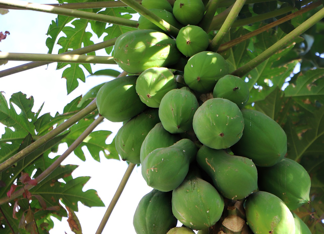 can you eat green papaya raw