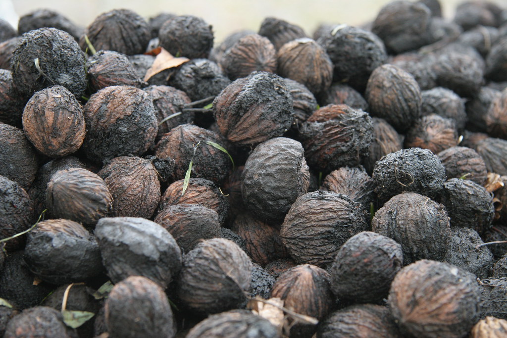 can you eat raw black walnuts
