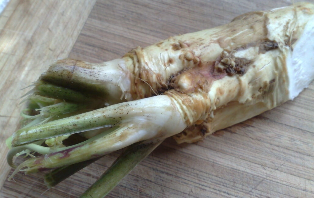 Can You Eat Horseradish Raw