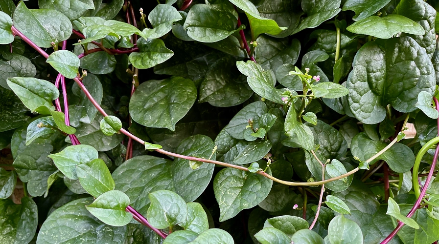 Can You Eat Malabar Spinach Raw