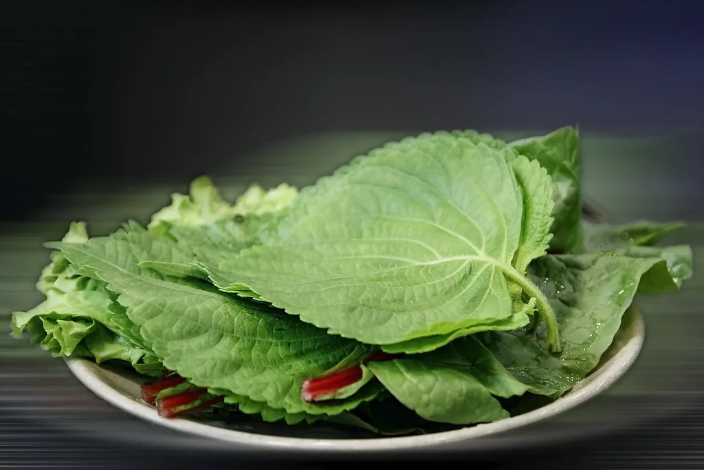 Can You Eat Perilla Leaves Raw