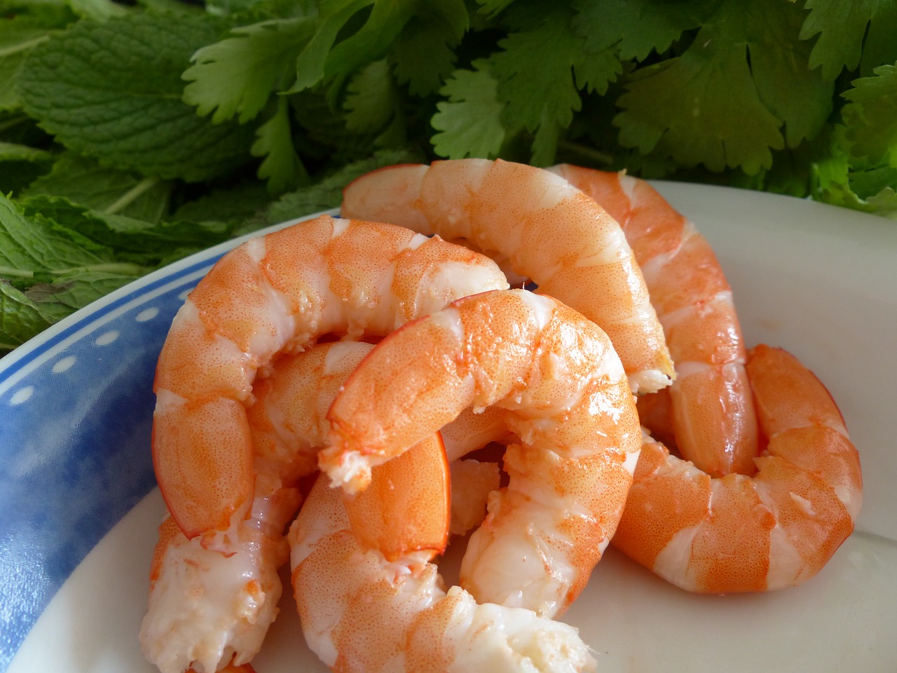 can you eat raw shrimp in ceviche
